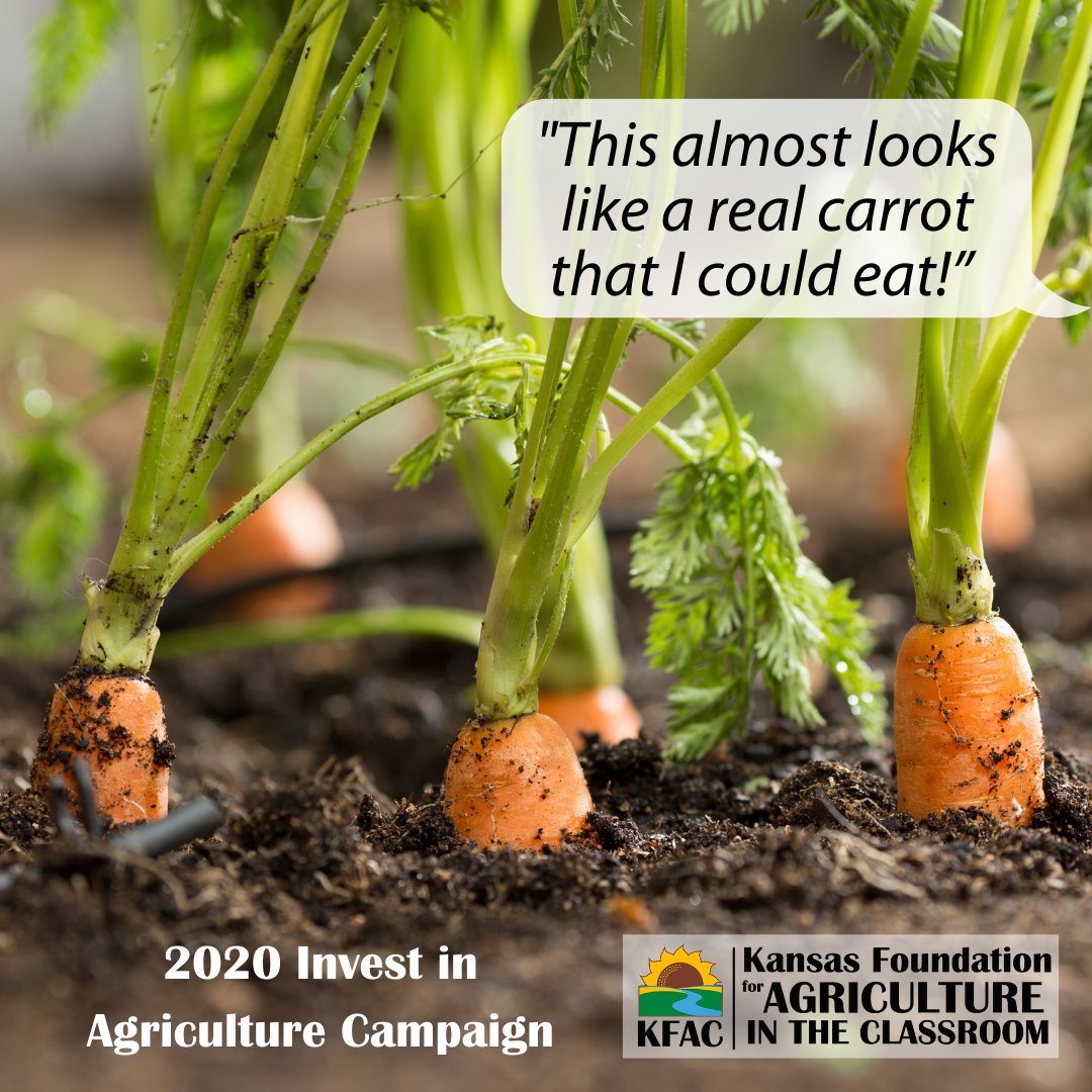 KsAgClassroom's tweet photo. An elementary class planted carrots and the students were beyond excited to pick them. One student pulled a carrot out of the ground and exclaimed, “this almost looks like a real carrot that I could eat!”
Join our Invest in Agriculture campaign today! https://t.co/OpdAxt6DeZ https://t.co/ELVHZmJxBq