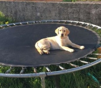 millypod1's tweet photo. 🆘1st NOV 2020 AMBER & ELLA #Lost #ScanMe
#STOLEN? FEMALES
Airedale Terrier & YOUNG Labrador Retriever
#Mullyash between #Keady #CoArmagh
#Castleblayney #CoMonaghan Southern Ireland (EIRE)
PLZ ☎️ 07511 648762/ 00353 86101 9576
https://t.co/Mu6BYSZJjZ
https://t.co/DrakYEFOr5 https://t.co/u6IcH9tVEu
