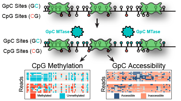 naturemethods's tweet image. Nanopore sequencing allows profiling long-range patterns on single molecules. nanoNOMe uses nanopore sequencing to profile CpG methylation and chromatin accessibility in human cells. @timp0 
nature.com/articles/s4159…