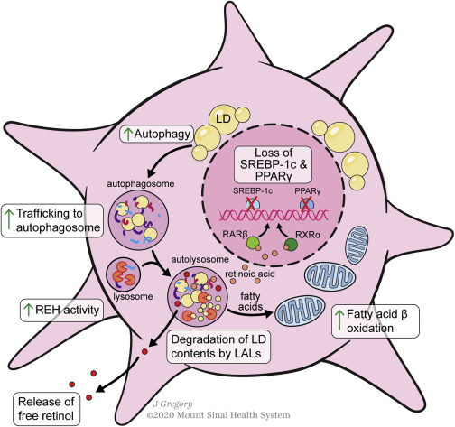 The Power of Plasticity—Metabolic Regulation of Hepatic Stellate Cells dlvr.it/RmH4jR