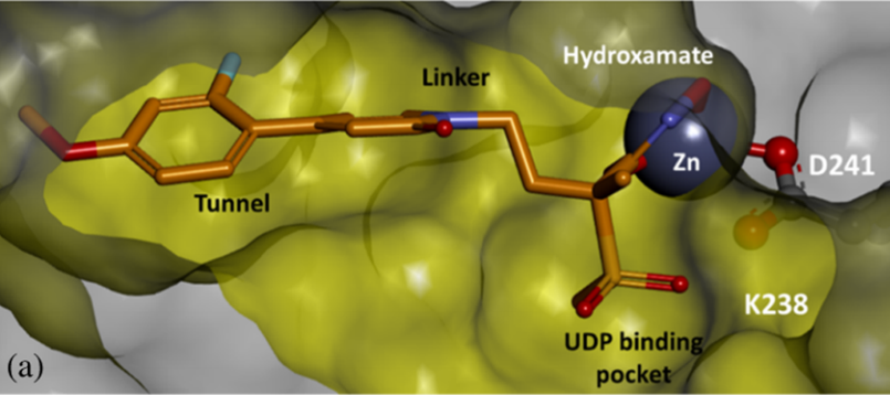 ATUM_bio's tweet image. The need for new antibiotics is large and urgent. #TaishoPharma #Vernalis use fragment-based discovery, optimization, characterization to identify a potent inhibitor of lipid A synthesis. Show good antibacterial efficacy in vivo. Genes from @ATUM_bio pubs.acs.org/doi/abs/10.102…