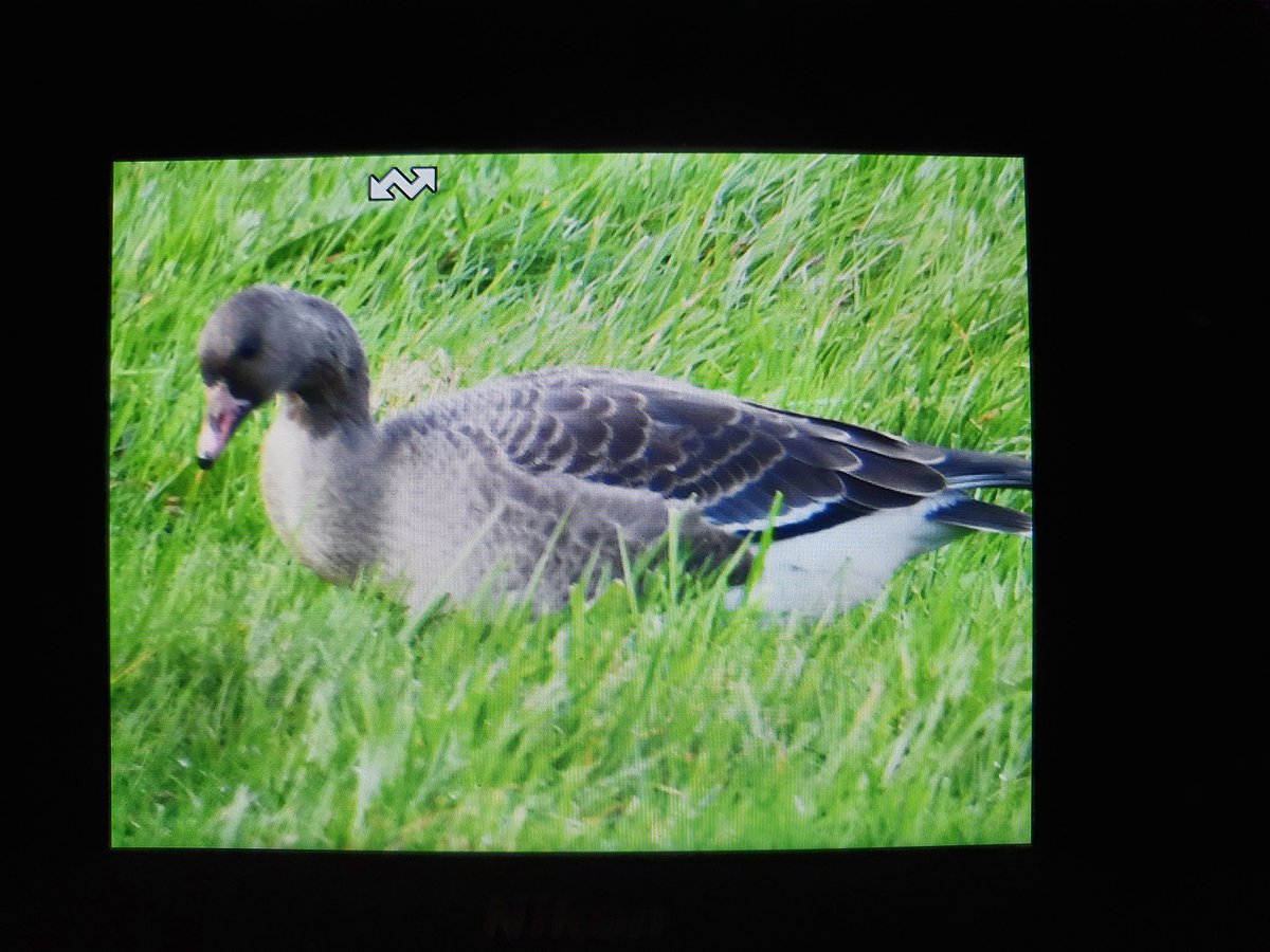 S_Koppelle's tweet photo. Zondag even de polder in gegaan op zoek naar de #Roodhalsgans. Niet gevonden, maar wel deze #ganzen. Iemand die kan vertellen welke het hier om gaat? Mijn idee was een #rietgans (maar welke?) En de ander een Grauwe X Canadese hybride? @waarneming @Sovon @VroegeVogels @vogelnieuws https://t.co/TID5WVj2Ab