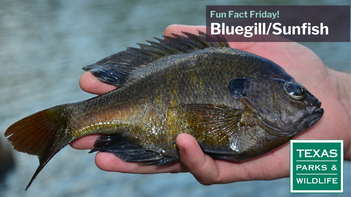 TPWD Fishing on X: Bluegill & other sunfish are a vital part of many  freshwater fisheries nationwide, including Texas. Many pre-license age  anglers begin fishing for bluegills and other sunfish. In Texas