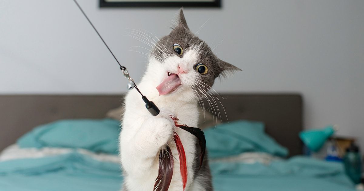 HunterHGrey's tweet photo. Fun stuff for kitties! 13 Interactive Cat Toys That Will Keep Your Kitty Curious and Engaged https://t.co/utMDuMZSnb #cattoys #catexercise #funforcats https://t.co/QdMZzAo0rs