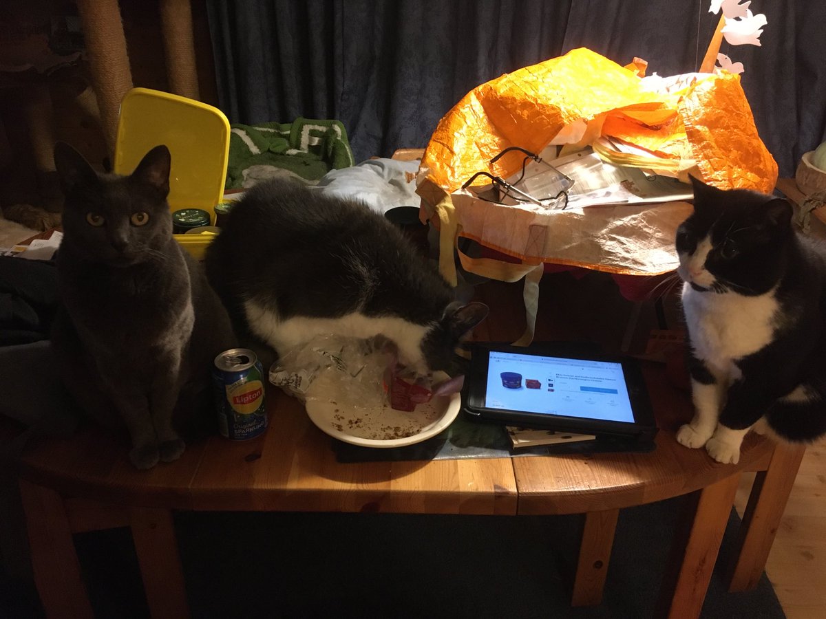 Tijgernest's tweet photo. De persoonlijke bediende is dol op knapperig warme bruinbroodtoast met Noorse geitenkaas #gjetost. De katten vinden die kaas ook onweerstaanbaar, blijkt vanavond 😽😺😸😹 https://t.co/ABUEeGIFYg