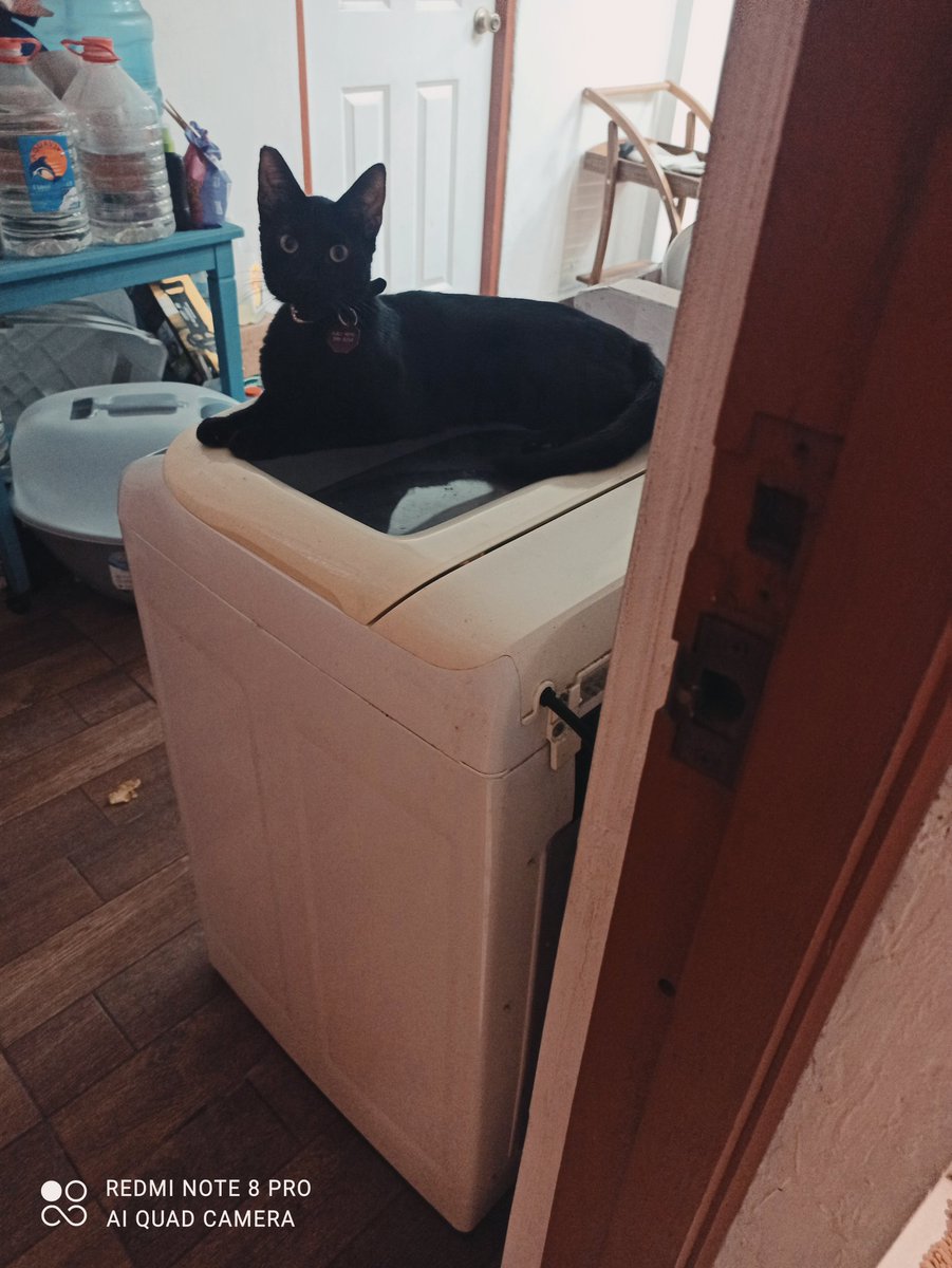 Midence_rocker's tweet photo. La más reciente foto de Neo. #NeoTheCat https://t.co/6sgJW9lnyK