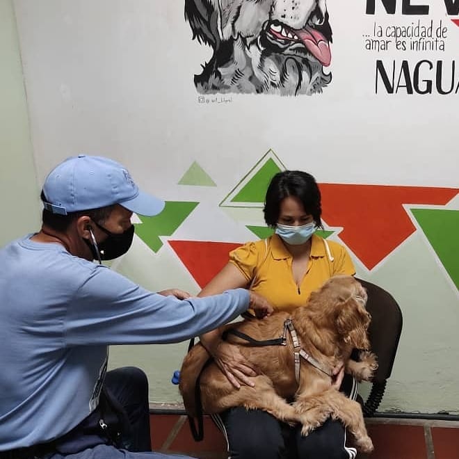 El pasado viernes en nuestro Punto Nevado en Naguanagua fueron atendidos con consulta, desparasitación y aplicación de vacuna antirrábica 27 caninos y 8 felinos ♥️🐕🐈♥️ #Carabobo #MisionNevado