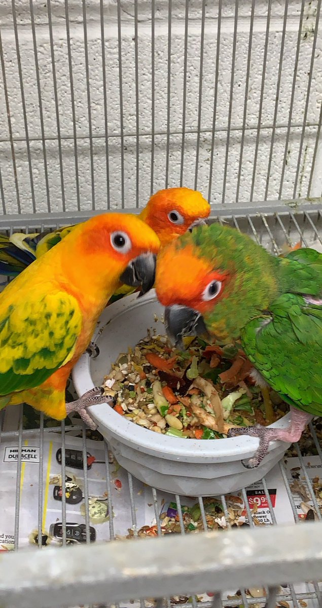 TandAParrot's tweet photo. Lots of good stuff happened recently.  Flock members are pending adoption !! Pic just because they are adorable ! #AdoptDontShop #BirbTwitter https://t.co/mJcjaupRrQ