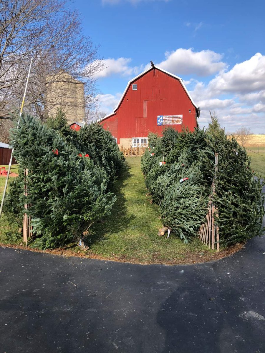 LoraSheskey's tweet photo. Sheskey Family Trees are ready for your home 🌲🎄

🎄Balsams and Frasers 6-9’ $30-$75. 
⛄24-36” decorated wreaths 
🌿Boughs

2 miles North of Brandon by the railroad tracks. W12605 Sheldon Road.

Brandon WI 53919 https://t.co/aR2OIMhpBu
