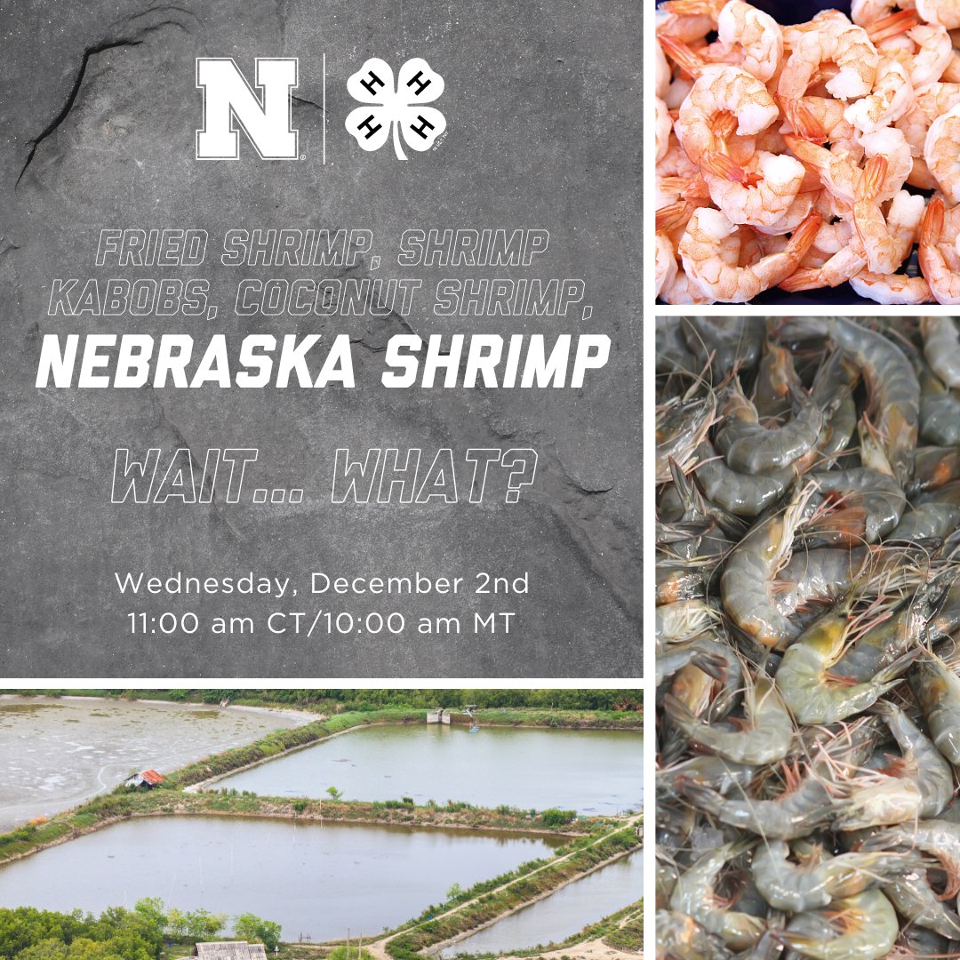 Nebraska4H's tweet photo. Fried Shrimp 🍤 Shrimp Kabobs 🍤 Coconut Shrimp 🍤 Nebraska Shrimp 🍤 Wait.. What? 

Join us on 12/2 to explore Rock Creek Aquaculture located near Diller, NE. We’ll learn all about raising shrimp nowhere near the ocean. https://t.co/BzOx4X6kou.  

#NE4H #VirtualFieldTrip #NebExt https://t.co/ck7bVjnInu