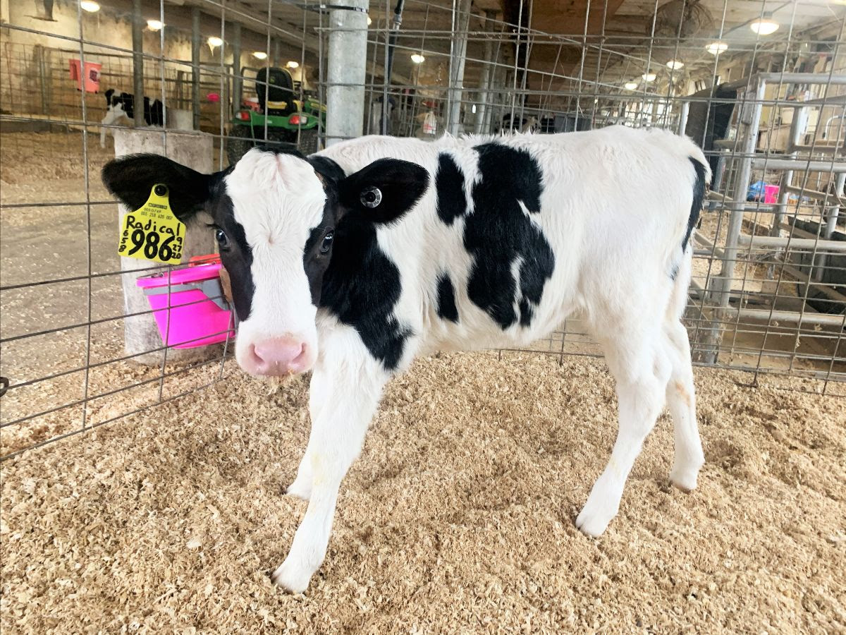 MrsMurr101's tweet photo. Meet our newest class pet, Sara.  She will "moo" her way into our hearts and hopefully yours, too!
#discoverydairy #UTMSrocks #Sarathecow #classpetsrock https://t.co/xLdElfVKUR