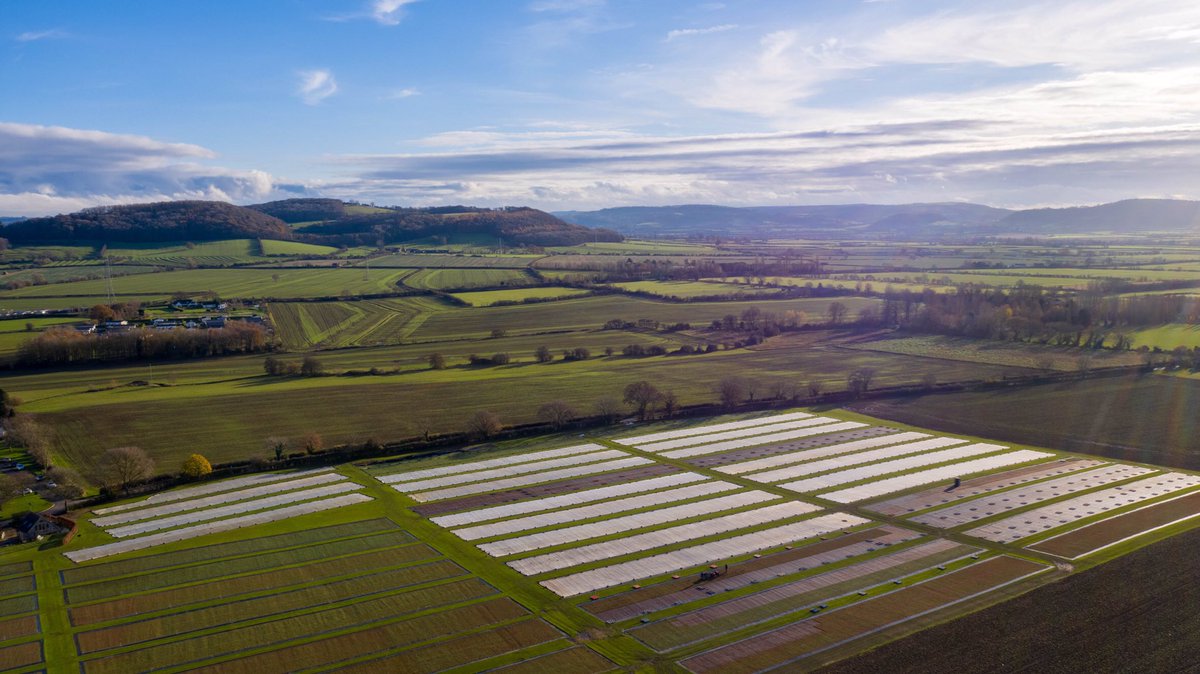 AerialImpact's tweet image. Once the morning fog &amp;amp; mist had cleared this was the aerial view across the #Sedum growing fields.
#Droneservices #UAVOperator CAA Approved Commercial Services Providers #WorcestershireHour