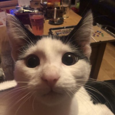 witchyplant's tweet photo. #NewProfilePic https://t.co/MS56aa9Zgx