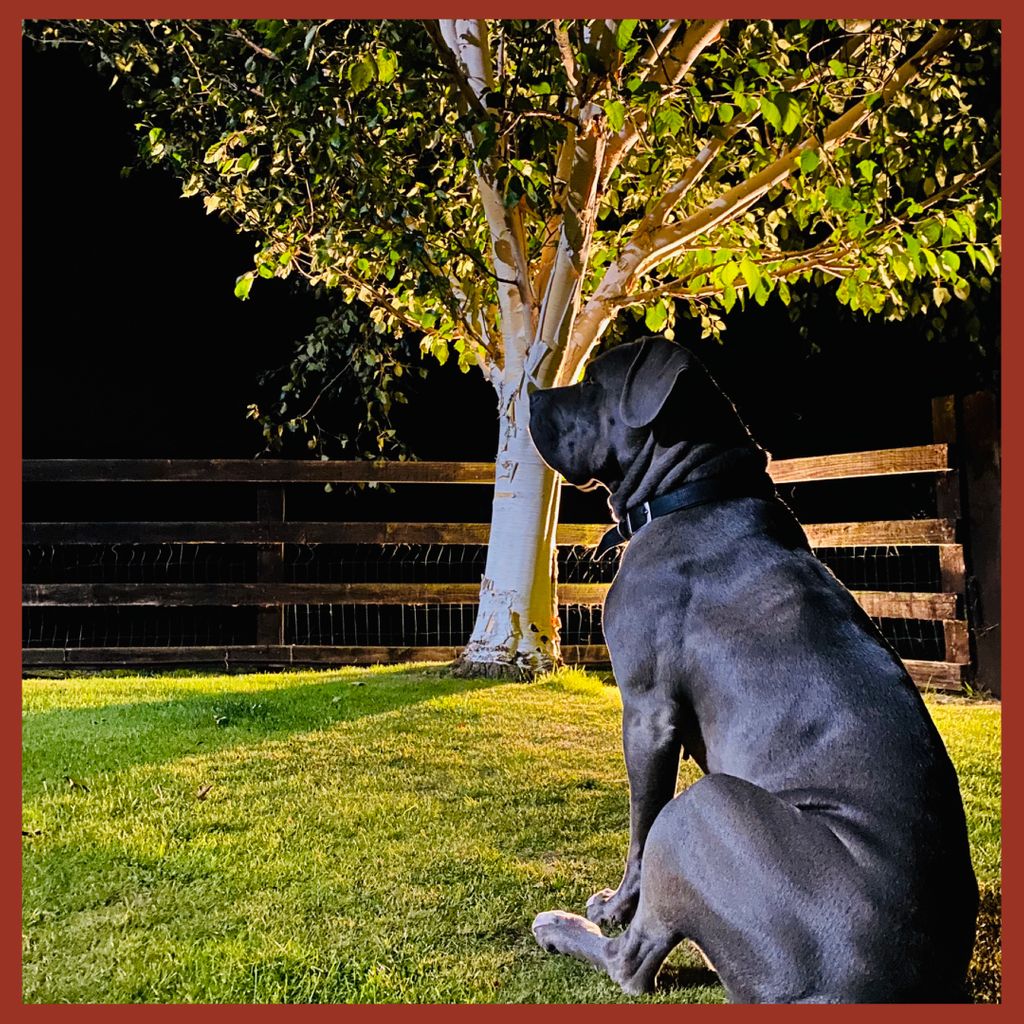 EverybodysSoc's tweet photo. DOG OF THE WEEK!!! 🐾 

We are missing our special visitors here at Everybodys! Hoping to see you all soon and your well behaved owners!
Monday is usually pooch of the week so we thought we’d share our very own family dog 💜 🐶 
#poochoftheweek #everybodys #guiseley #dogsofinsta https://t.co/WFEqHuYwDL