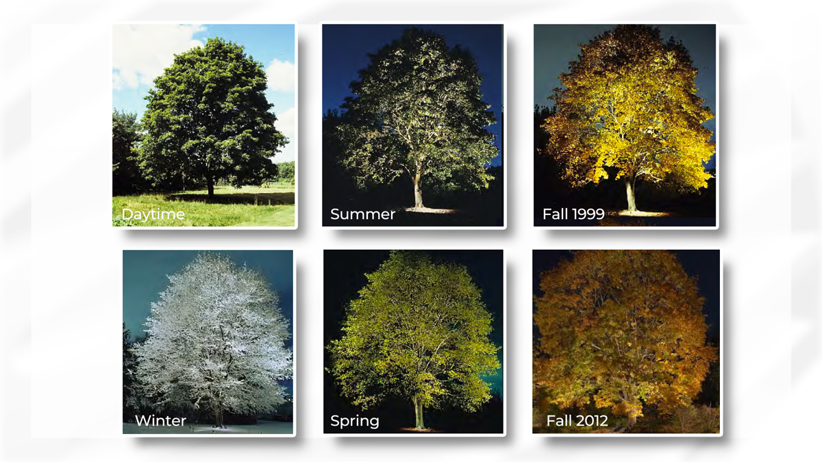 The_IES's tweet photo. As the seasons change, so does the impact of the light around us. Learn the visually captivating world of landscape lighting in the new eLearning Course: Learn Night Light. https://t.co/tqUBopr9KM 

#LearnNightLight #TheIES #GardenLightLED https://t.co/GH2XOFa47C