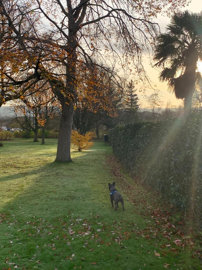 maternitylawyer's tweet photo. Day 19 He stands waiting for a squirrel. He stalks & chases. I told him he’d never catch a squirrel. Undeterred he chases, getting closer every day. For him every step closer is a step closer & he believes. He doesn’t worry about failing, he hasn’t got time. #TipsfromMrJ https://t.co/1gB2ztNDr0