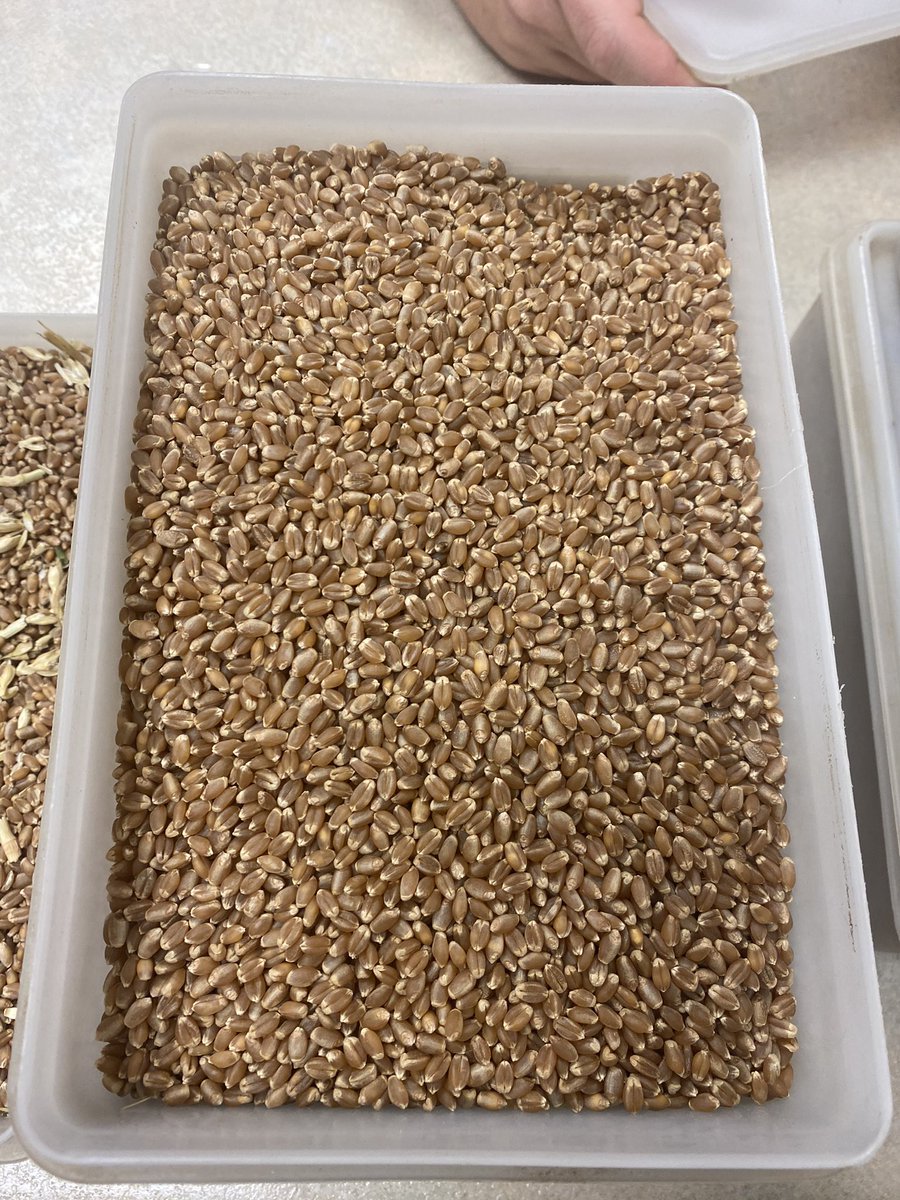 We have certified ACC Starbuck and ACC Wheatland available at the plant . Book and pay for it now and pick it up in the spring