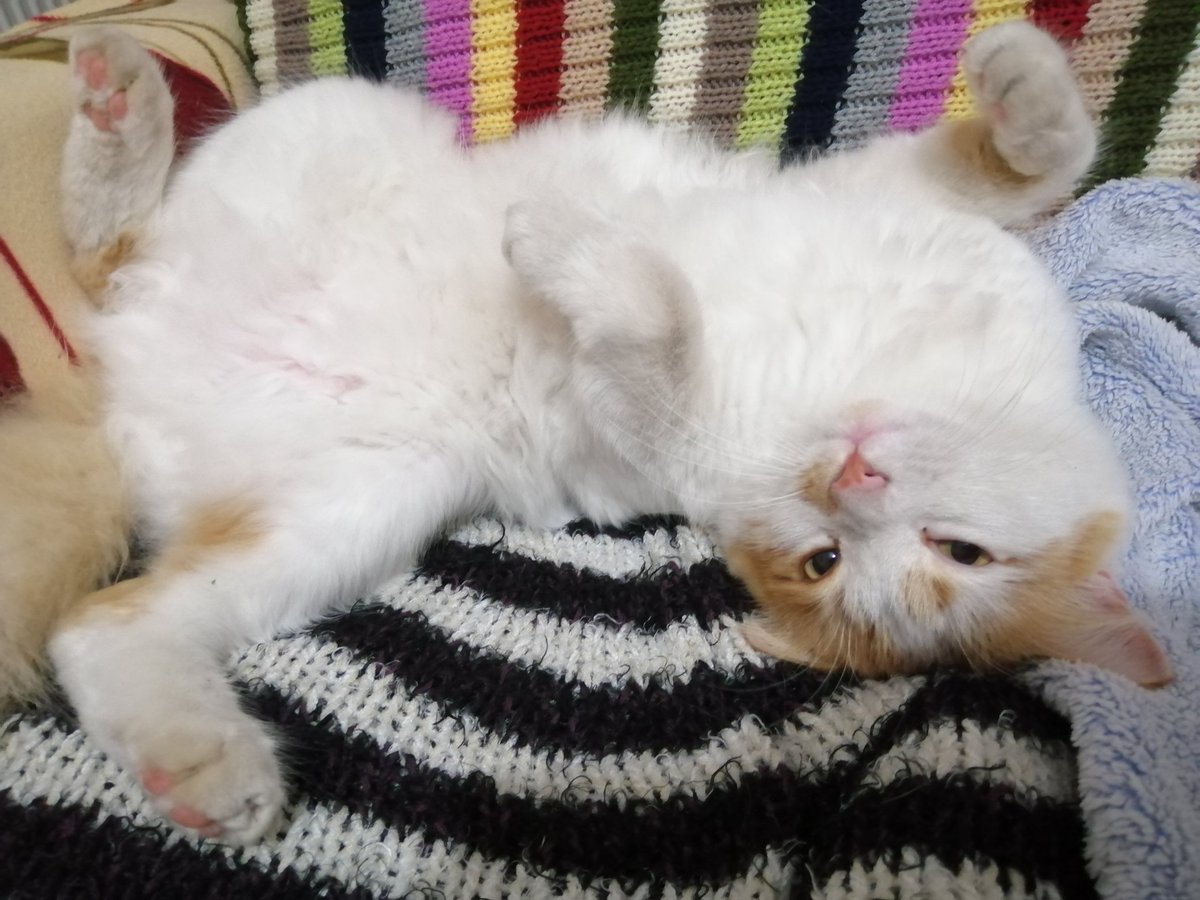 Arkoloji's tweet photo. Kömürcü çırağı Sarı oğlan. 🐈
Sen bembeyaz, pambık gibi kedisin; öyle kalsana. Ama nerdeeee. 🤦🏻♀️😅😂🤣
#Sarı #pispisi #gugu #cücü https://t.co/MAThPjLNvV