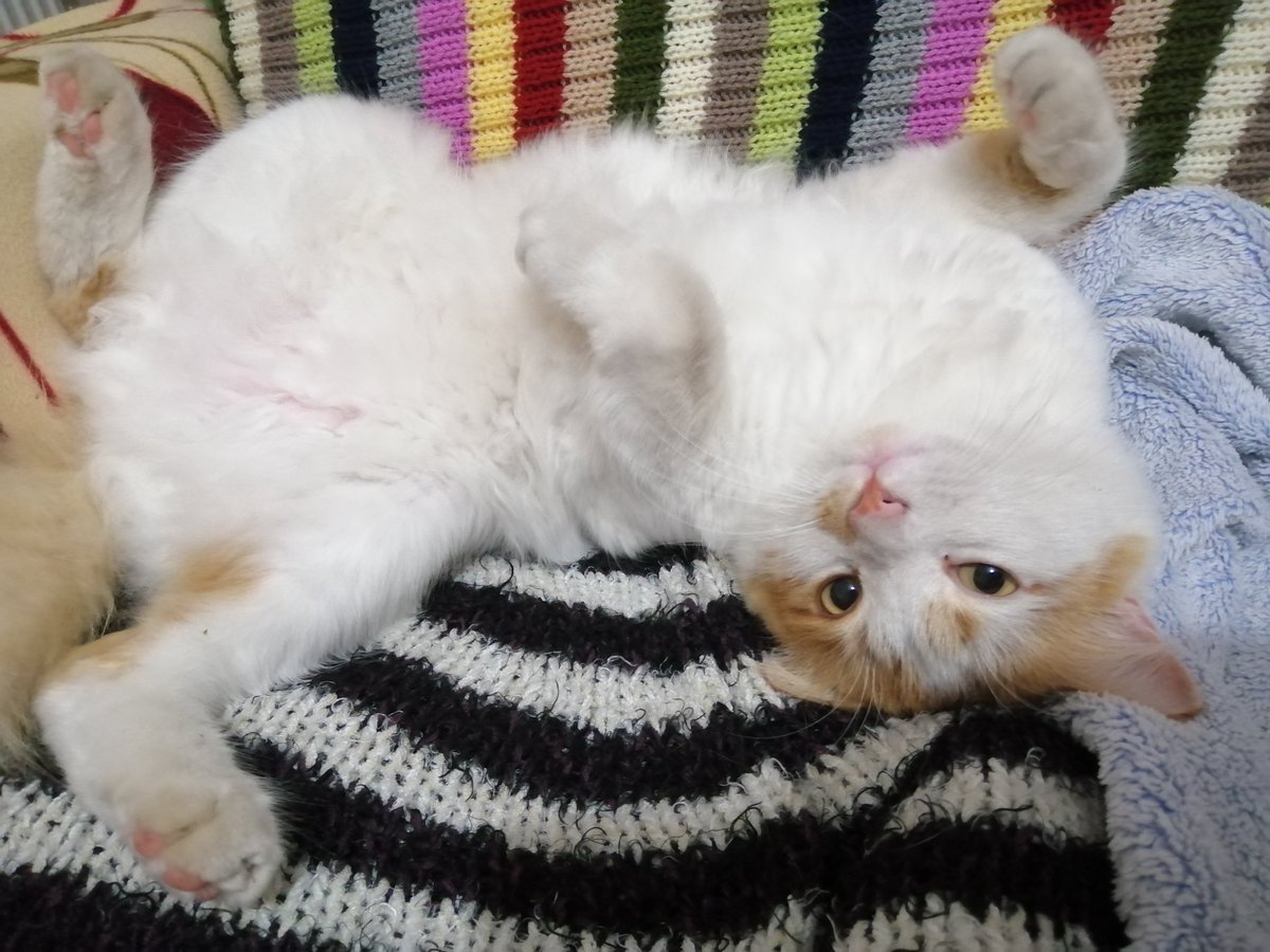 Arkoloji's tweet photo. Kömürcü çırağı Sarı oğlan. 🐈
Sen bembeyaz, pambık gibi kedisin; öyle kalsana. Ama nerdeeee. 🤦🏻♀️😅😂🤣
#Sarı #pispisi #gugu #cücü https://t.co/MAThPjLNvV