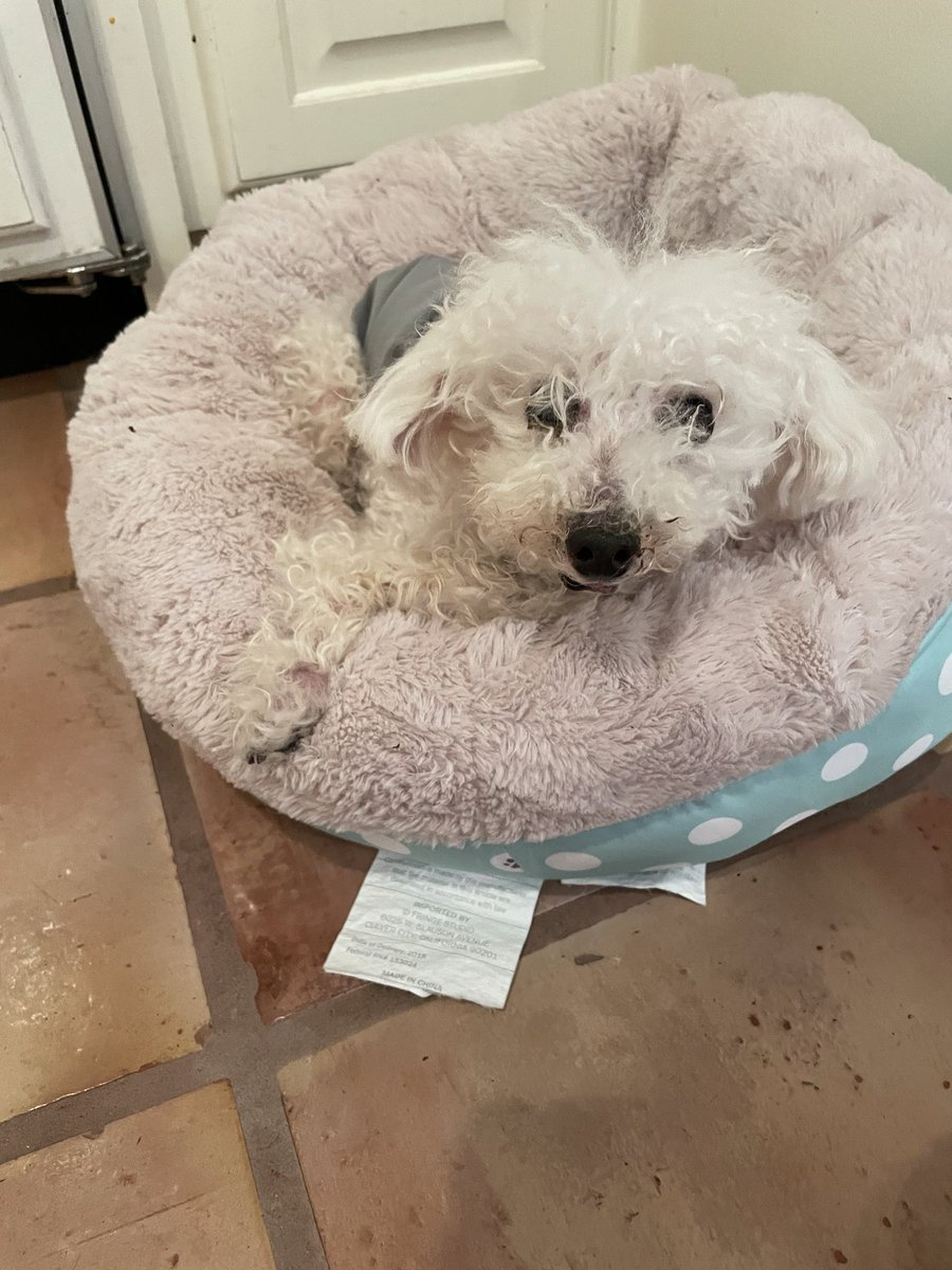 kerry dougherty tweet media