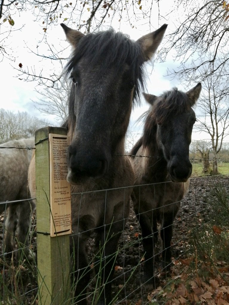 Woods near Blairgowrie, Perthshire :  #womenwontwheest "Desperation is the mother of invention", especially when a woman can't get her hands on some slate so tries another natural material to get her message out there.