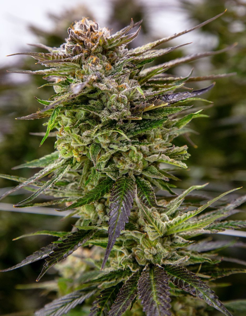 HighLifeFarmsCA's tweet photo. When the holiday week makes it tough to stay productive and you need to keep that creative high going. #AlienBoysenberry #highlifefarmsca #highlife #cannabis #cannabiscommunity https://t.co/I31etCNTJT