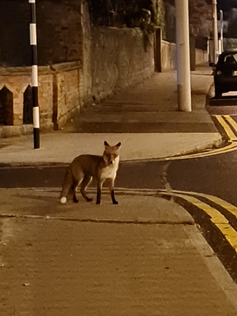 ...a handsome neighbour says hello...