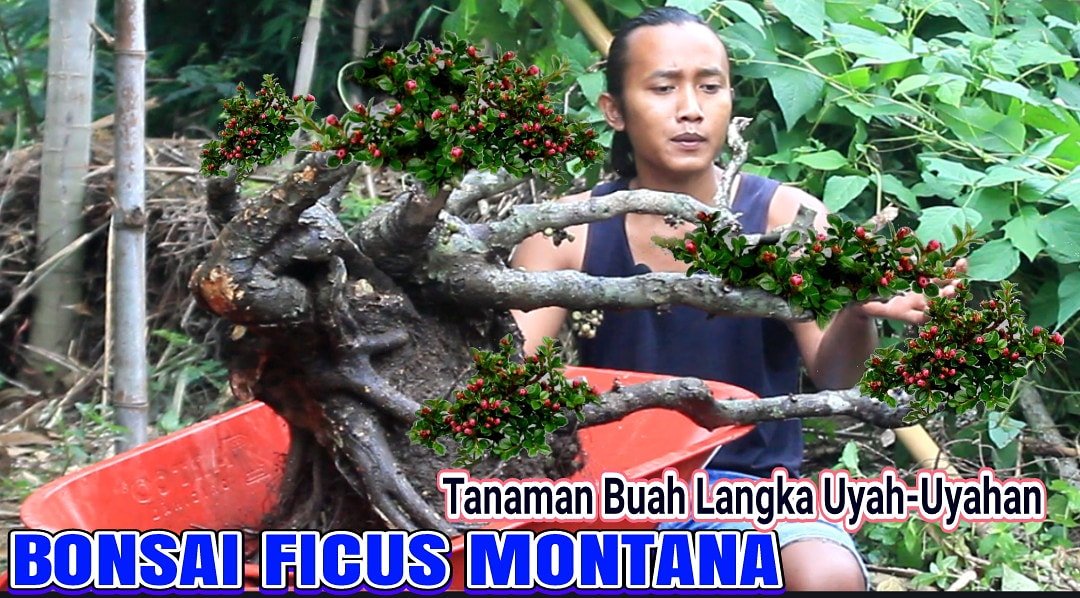 reni_rio's tweet photo. Babon Vicus Montana Alias Buah Uyah-uyahan siAmis Mata.
Videonya tonton di Channel YouTube BONSAI EVI NURVI ya Boss Q
#Bonsai #Belajarbonsai #bonsaikelapa #BonsaiSerut #BelajarBuatBonsai #Kimeng #Antingputri #bonsaitree #ReniRio #EviNurvi https://t.co/Nl0mFrWf7V
