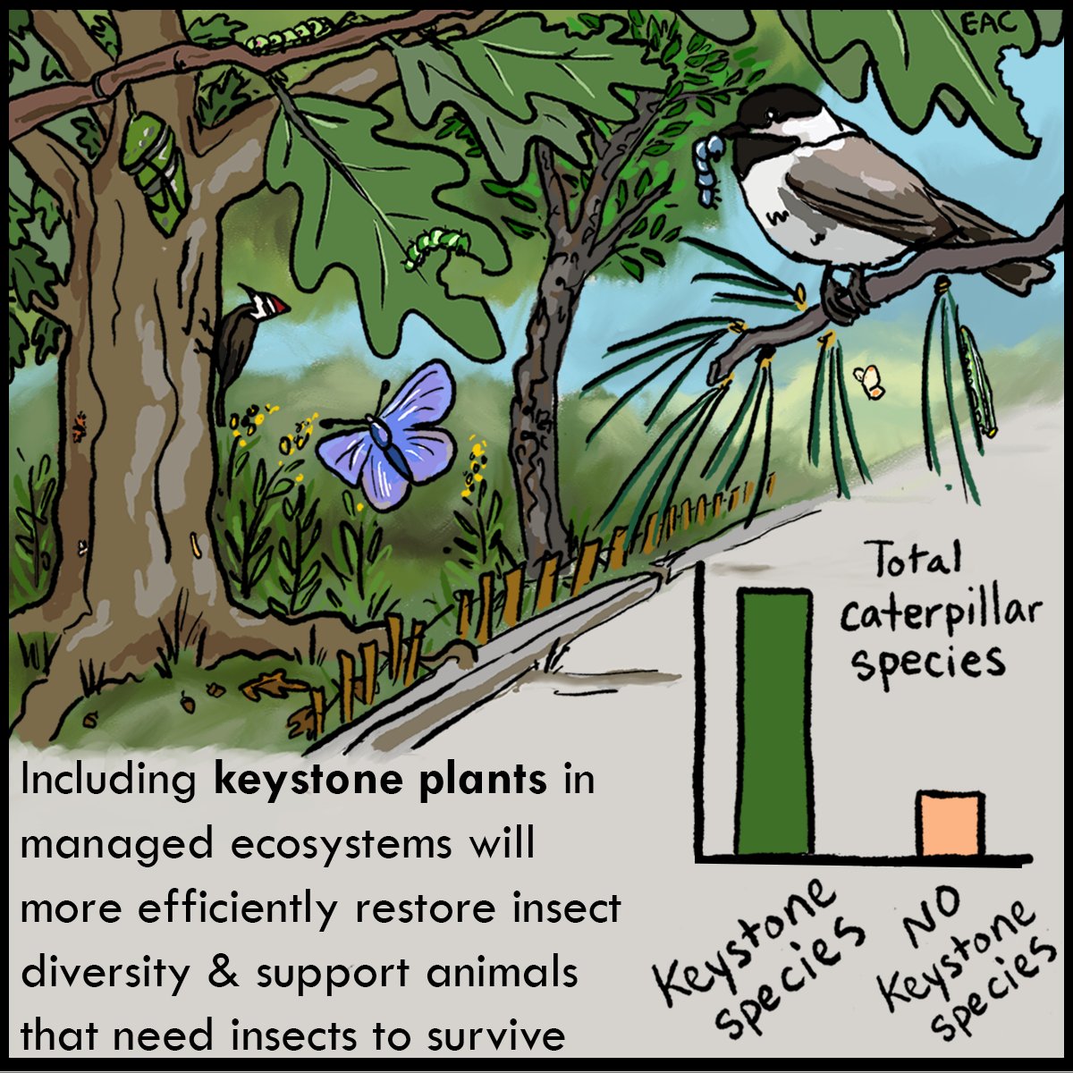 The importance of Lepidoptera as prey for consumers (e.g. birds!) means that prioritizing keystone plants can be part of our tool kit for more informed food web restoration. This approach is especially relevant for restoration in highly managed/novel ecosystems (e.g. urban, etc).