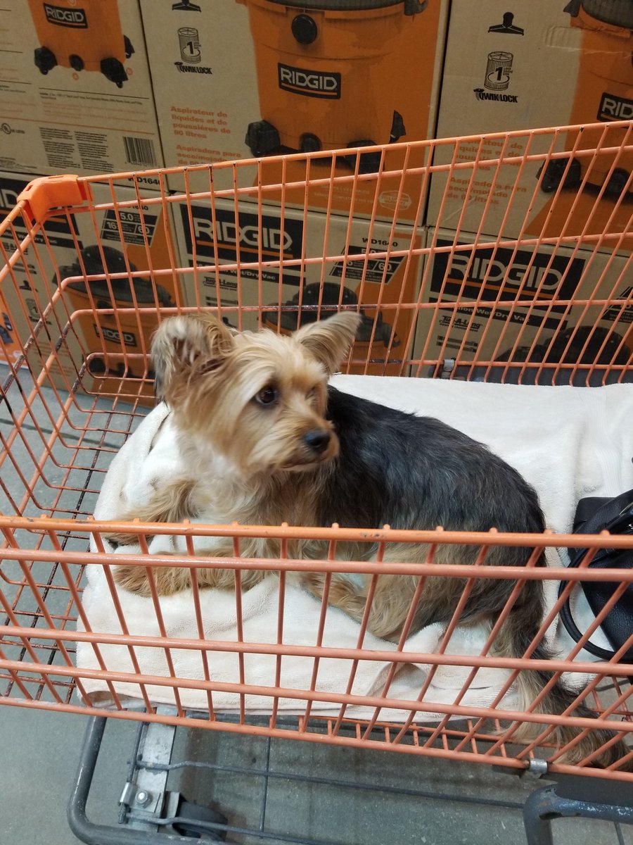 HomeDepotDogs's tweet photo. Diossss que perrito tan precioso y tranquilo 😍🥰 https://t.co/HPxsGqU5TU