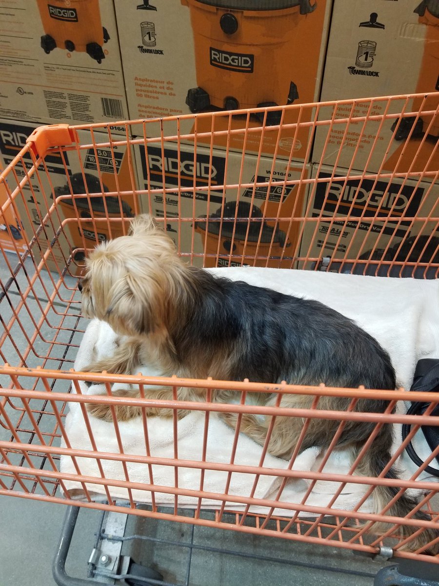 Diossss que perrito tan precioso y tranquilo 😍🥰