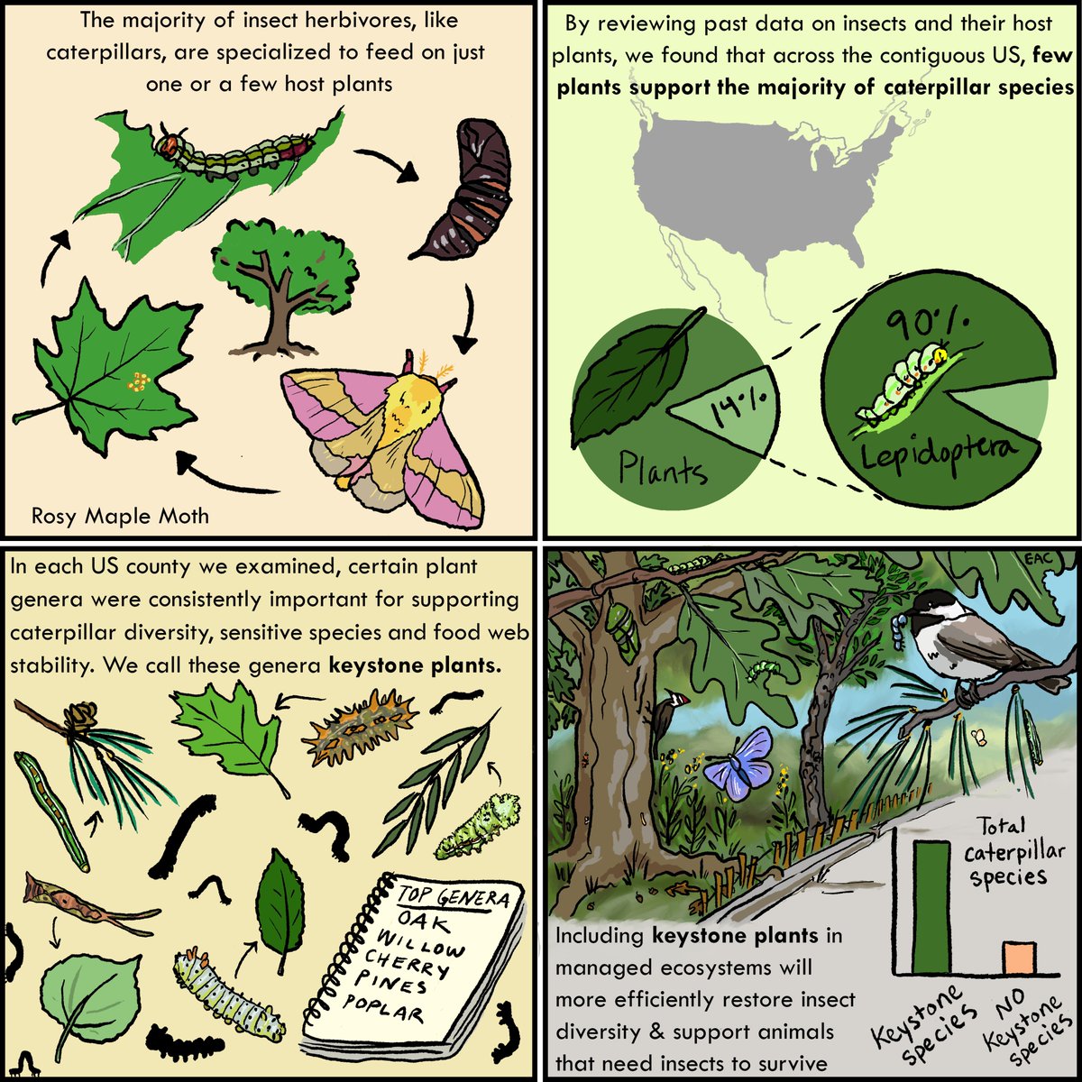 Here's the whole comic, feel free to share! & link to the OA paper. We hope this sparks new conversations about the nuance & importance of plant species identity even among  #nativeplants, and is also helpful for anyone doing on-the-ground restoration.  https://www.nature.com/articles/s41467-020-19565-4