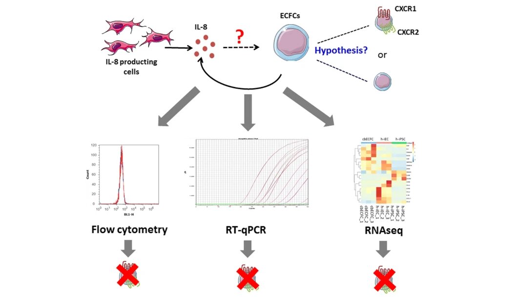 Cord_Blood_News's tweet photo. 🥼 A team of researchers led by Dr. @DavidMSmadja investigated the presence of interleukin-8 receptors CXCR1 and CXCR2 on on #endothelial colony-forming cells s isolated from cord blood.
Read their findings here:
https://t.co/gaPunUMzlm https://t.co/GJ44wqE3Jp