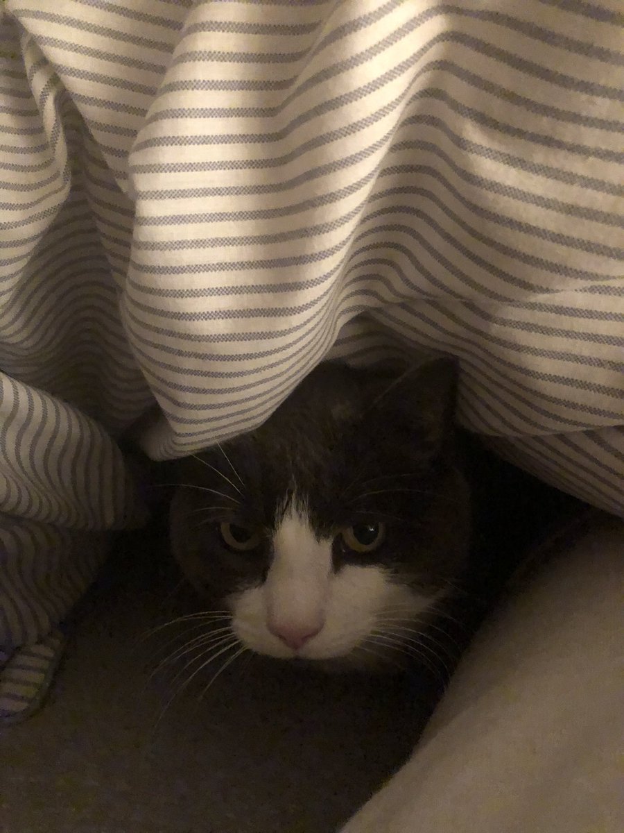 Hoping the humans finally get the picture about whose king sized bed this really is. #catsoftwitter