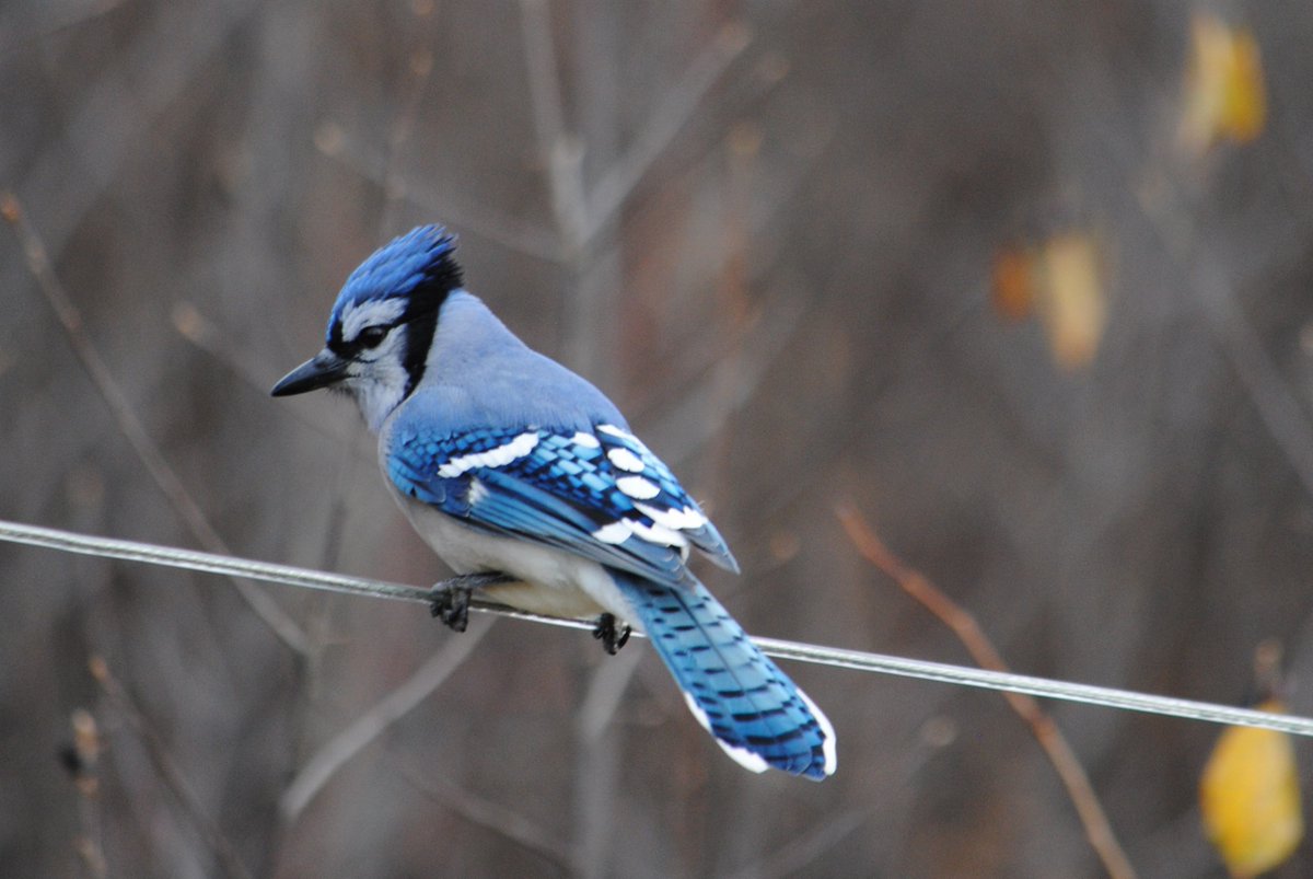 lorimunn99's tweet photo. Backyard is a popular spot for the blue jays this fall. #bluejay #backyard #birding #nature #birdphotography #birdwatching #NB 🇨🇦 https://t.co/0QifwSMqUt