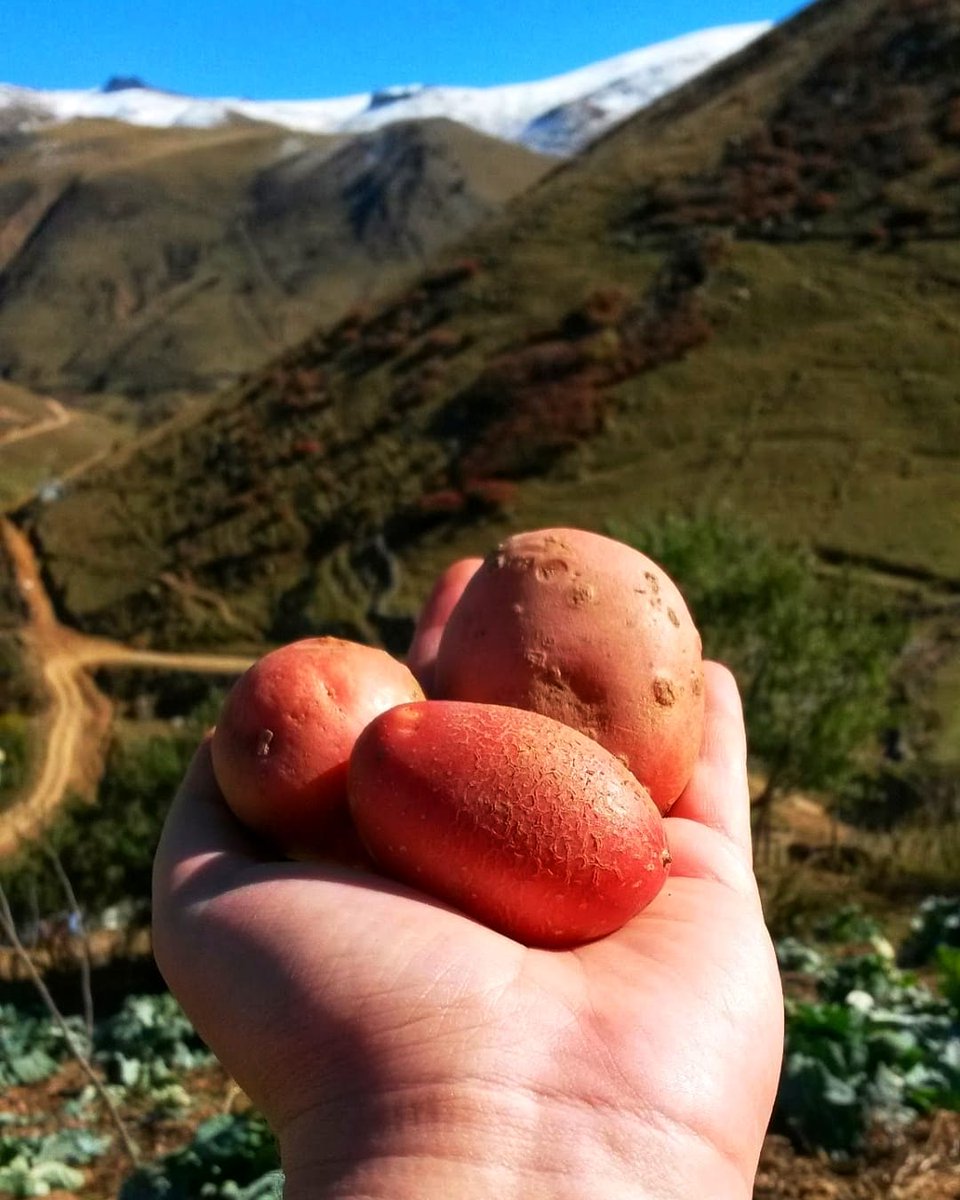 Pembe patates, kümbet yaylası 🧚🏼‍♀️ #kümbetyaylası #giresun #karadeniz