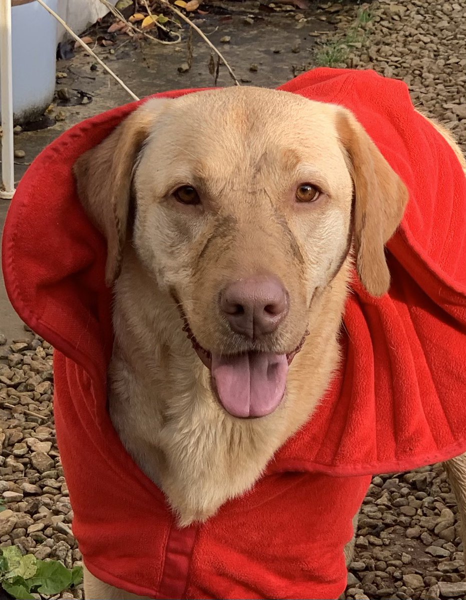 Harvey The Dog tweet media