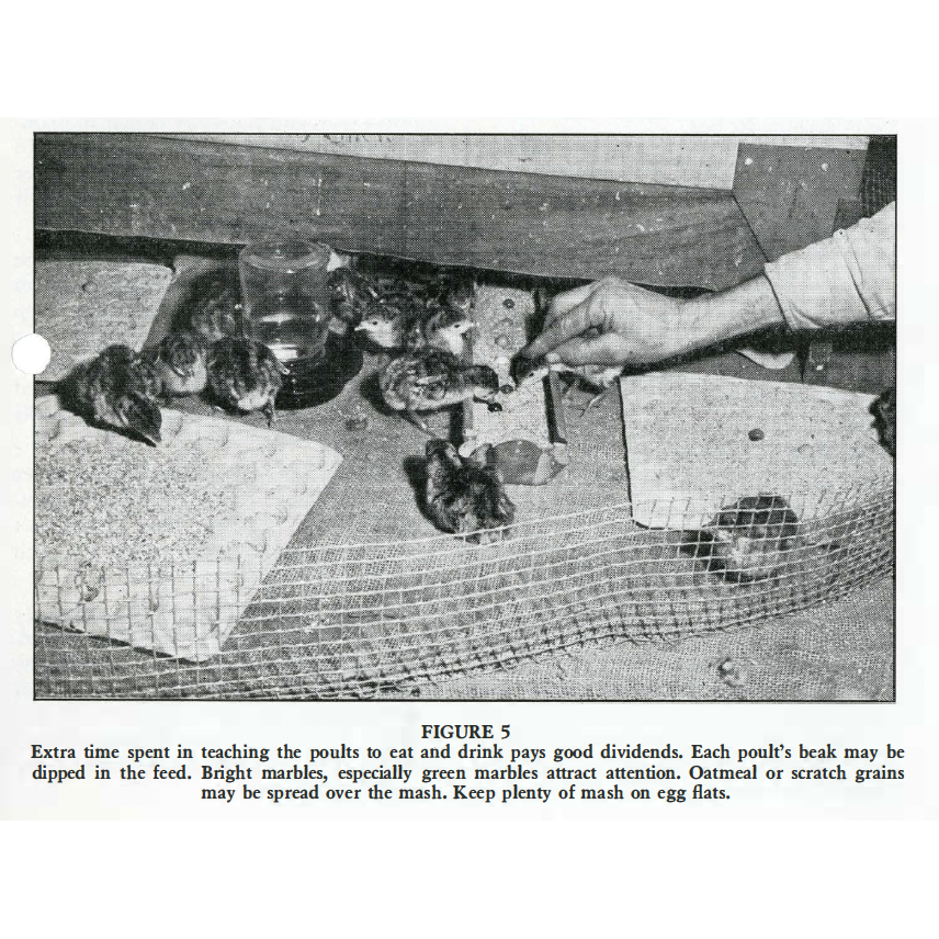 SDSUArchives's tweet photo. What does it take to get the turkey from farm to table? Check out the Turkey Manual on OpenPRAIRIE! https://t.co/LeV4yF1Ovn https://t.co/t2cCdueJv9