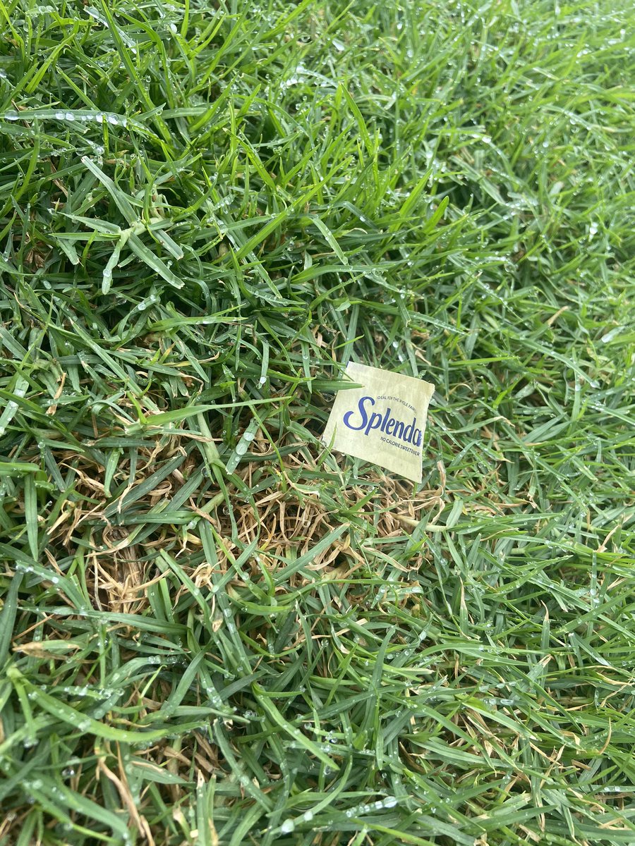 stopped dead in my tracks to take this photo. Have waited my whole life for this.