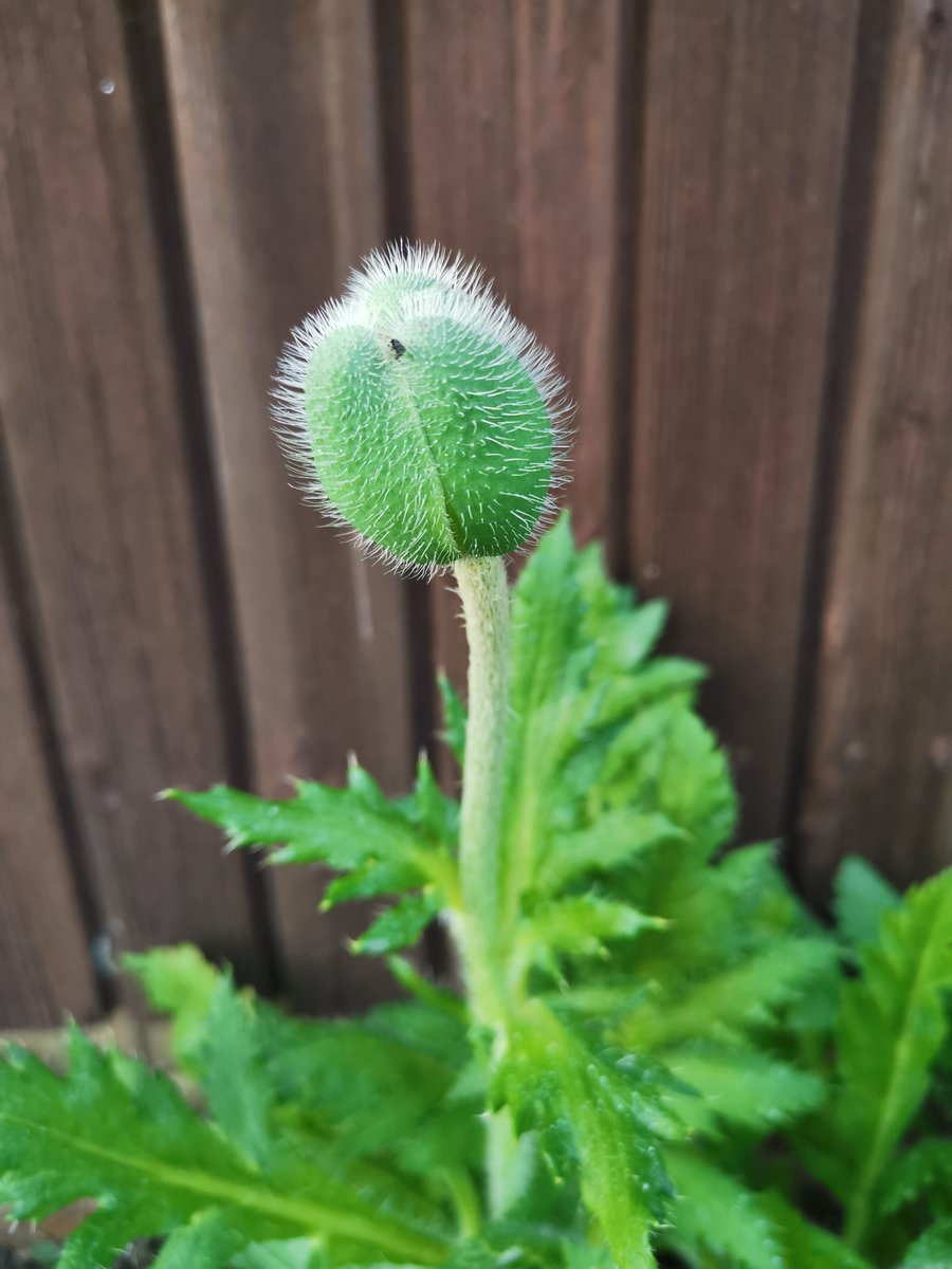 littlevioletsUK's tweet photo. #GardensHour oh any my cerinthe is still flowering, and the oriental poppy is very confused 🤣🤣 #hope https://t.co/DLmhPBmPWI