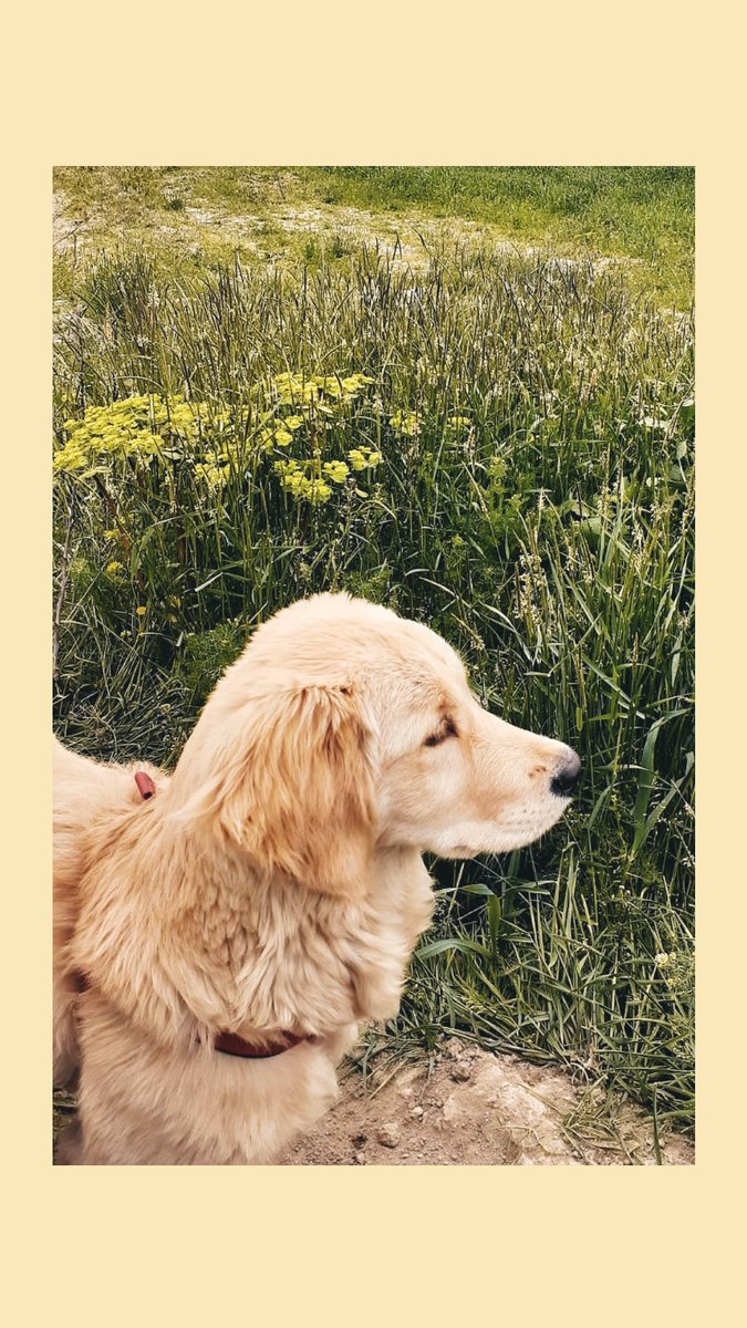 Lokum                          Lokum