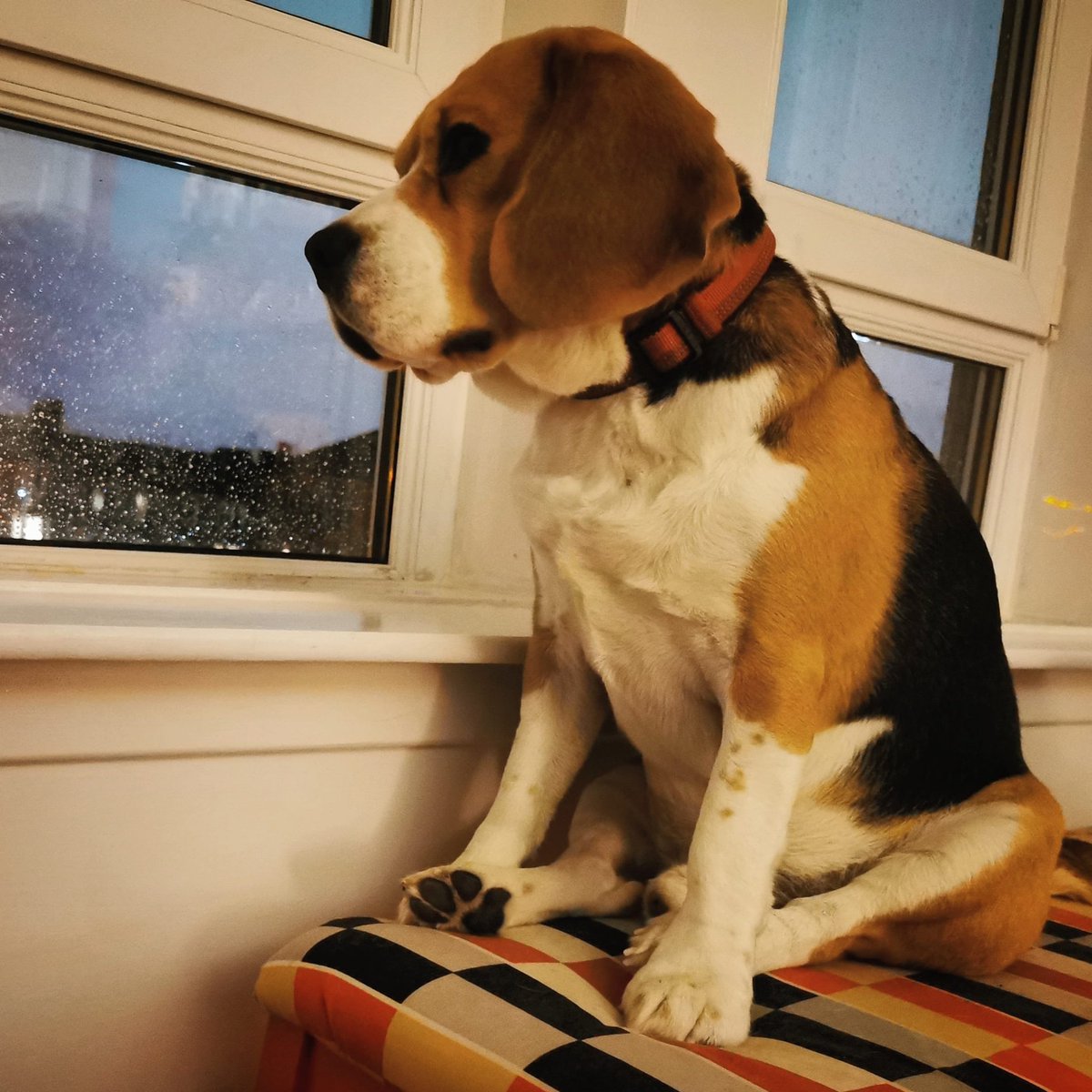 PabloOfGlasgow's tweet photo. Watching over the neighborhood
#beagle #beaglepuppy #beaglesofglasgow #houndsofglasgow #hounddog #dogsofglasgow #familypack #monsterpups #biggestmonsterpup #neighbourhoodwatch #dennistoun https://t.co/VKVeBEbV1H