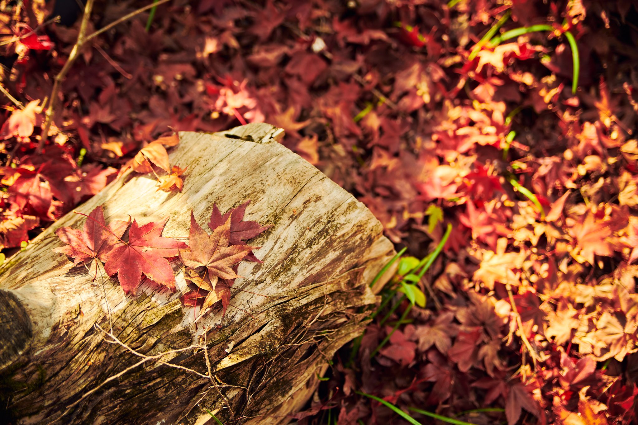 せせらぎの湯花水木 Twitter Search Twitter