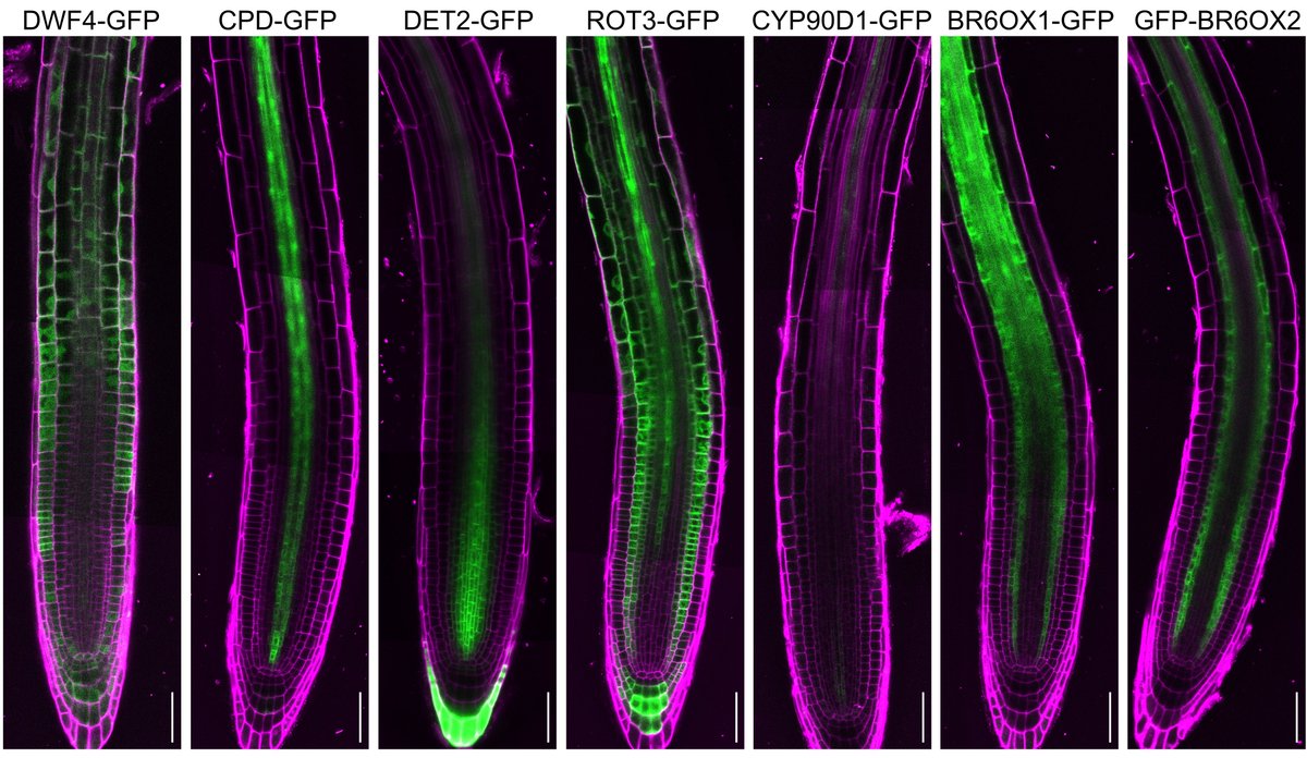 Nemanja Vukašinović (@nemanjavukas) on Twitter photo Check out our preprint on localized brassionsteroid synthesis in roots. Collaboration of <a href="/jennyrussinova/">jenny russinova</a> @matesakf and Strnad labs.
biorxiv.org/content/10.110… Check out our preprint on localized brassionsteroid synthesis in roots. Collaboration of <a href="/jennyrussinova/">jenny russinova</a> @matesakf and Strnad labs.
biorxiv.org/content/10.110…