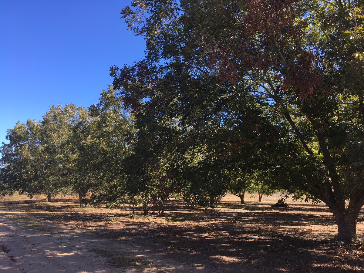 My parents have a small pecan orchard in South Texas. 
Great for munching on or Pies
The cracked pecans shown below are $5.50 per pound
Located in Pearsall Tx (UPS Shipping Available)
Free Shipping on orders of 50 pounds or more
Phone: 830-334-2583
facebook.com/smithfamilypec…
