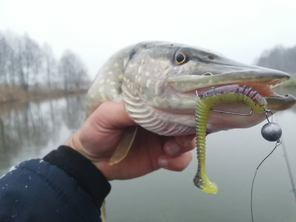 Esfishing2's tweet photo. Pike on VIBRO WORM 4 " in color SH-05
#kesfishing #esfishing #fishing #pike #bigbass #bass #рыб��лка #рыба #ловлящуки #ловлясудака #джиг https://t.co/WDvuRP37B2