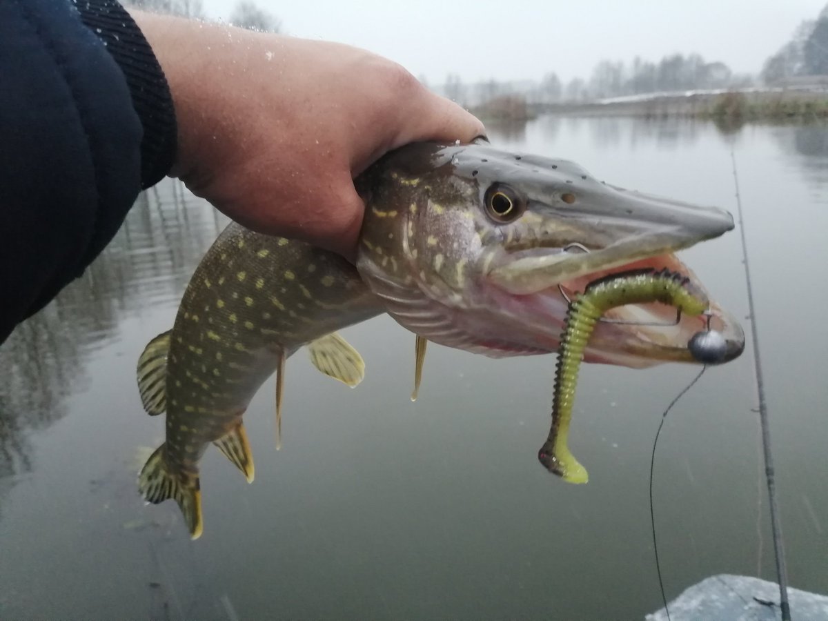 Esfishing2's tweet photo. Pike on VIBRO WORM 4 " in color SH-05
#kesfishing #esfishing #fishing #pike #bigbass #bass #рыб��лка #рыба #ловлящуки #ловлясудака #джиг https://t.co/WDvuRP37B2
