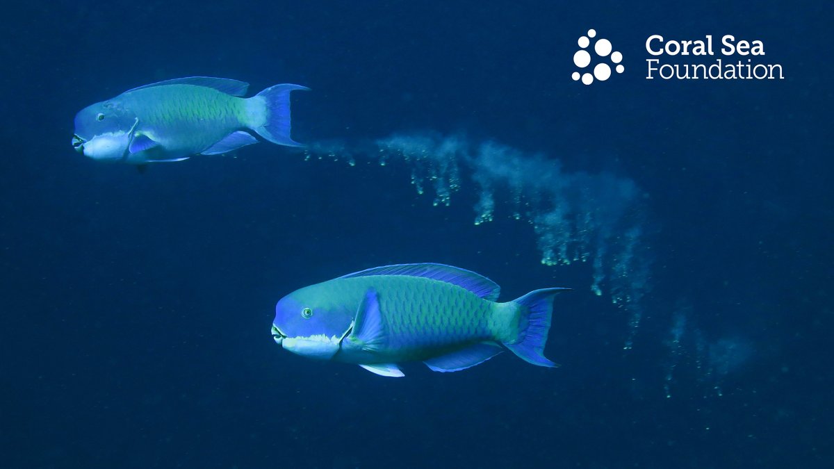 coralseafound's tweet photo. Counting Parrotfish on the #greatbarrierreef using drone technology! 
Great coral cover and the green fish clearly visible in the 4K video. 
link: https://t.co/6exYFMOpnR 

@toeayling Dr Tony Ayling imagery.

#greatreefcensus with @citizensGBR 

#coralseafoundation #reefalive https://t.co/43lSezJmQg