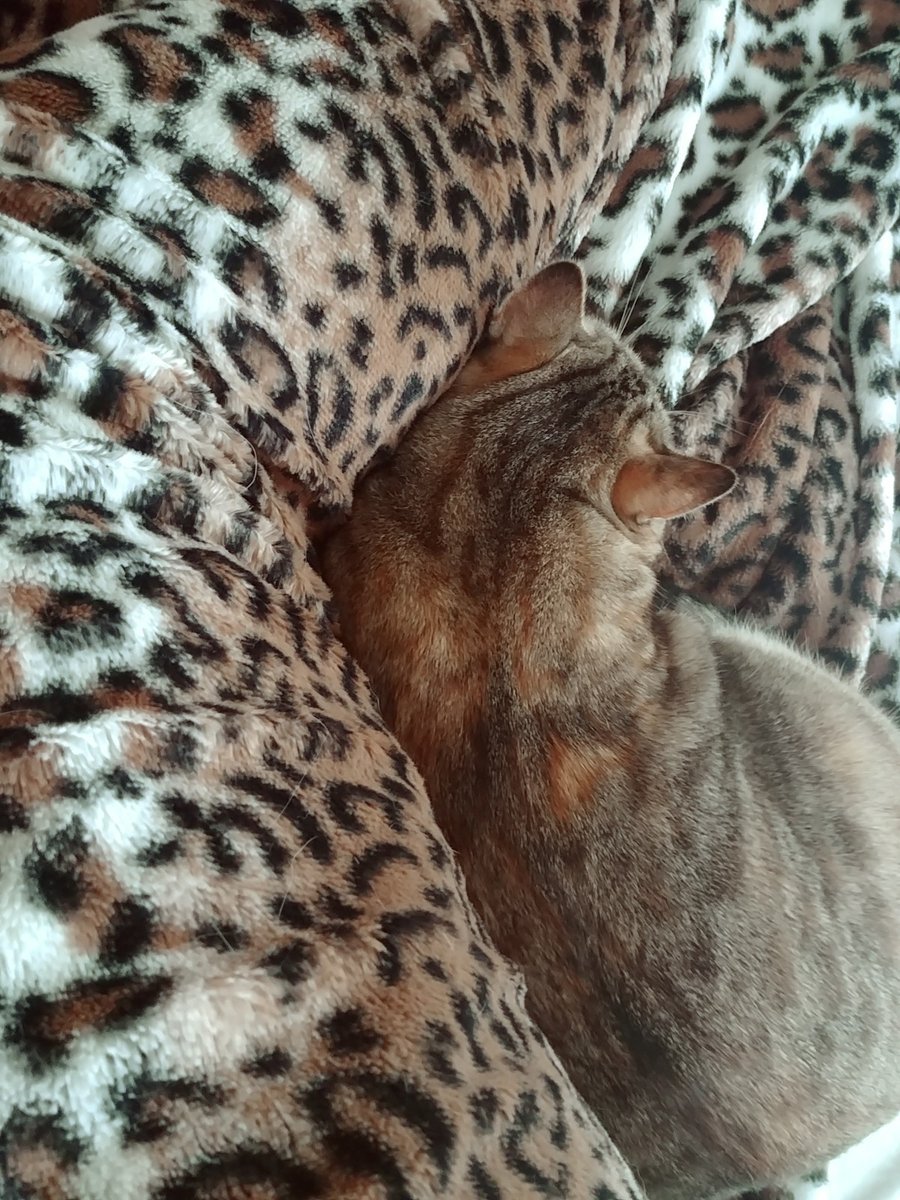 Dale Mayer tweet media