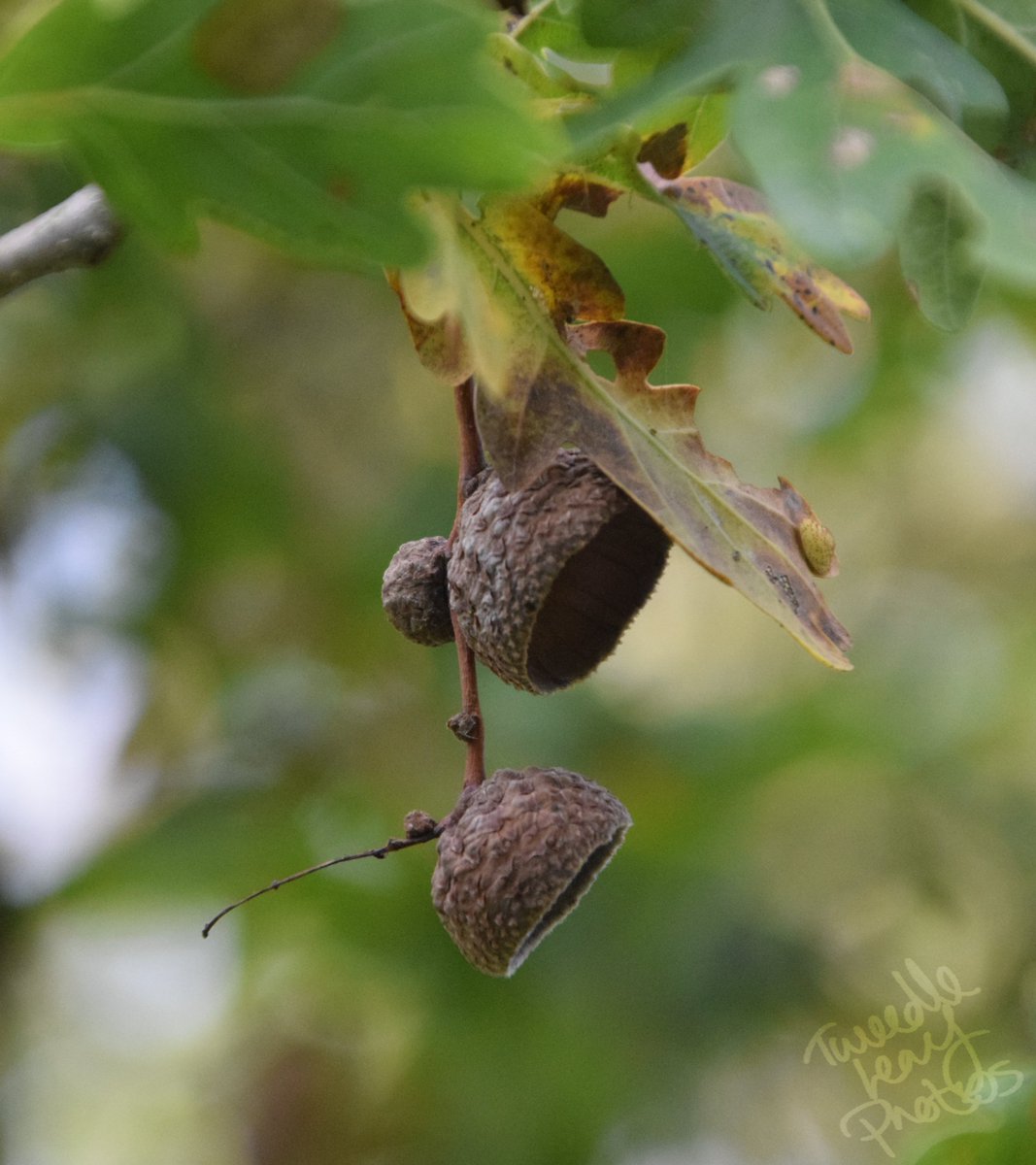 tweedleleaf's tweet photo. Helmets
#photography #photographer #travel #canon #photogram #scenicview #nature #naturephotography #wildlifephotography #wild #wanderlust #nikon #nikonphotography  #quarantine #flowerphotography #holiday #autumnvibes🍁 #acorn # #pretty #woods #forest https://t.co/ElDfYh1qUa